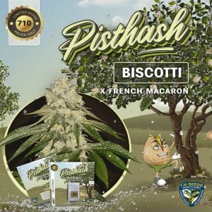 Pisthash Feminised Cannabis Seeds by T.H. Seeds