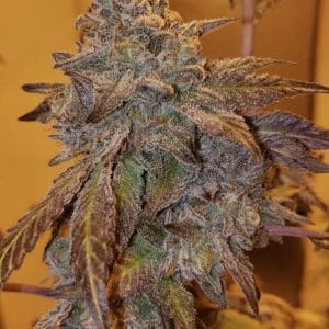 Purple #40 Feminised Cannabis Seeds by Purple City Genetics