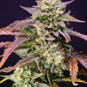 Purple Punch OG XL Auto Feminised Cannabis Seeds by Sweet Seeds
