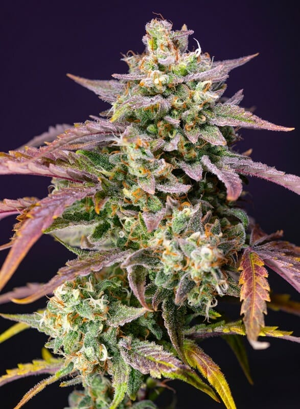 Purple Punch OG XL Auto Feminised Cannabis Seeds by Sweet Seeds