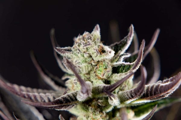 Purple Punch x Do-Si-Dos cannabis seeds