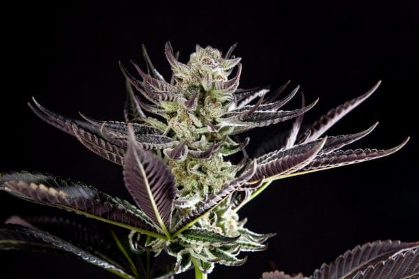 Purple Punch x Do-Si-Dos Feminised by Philosopher Seeds