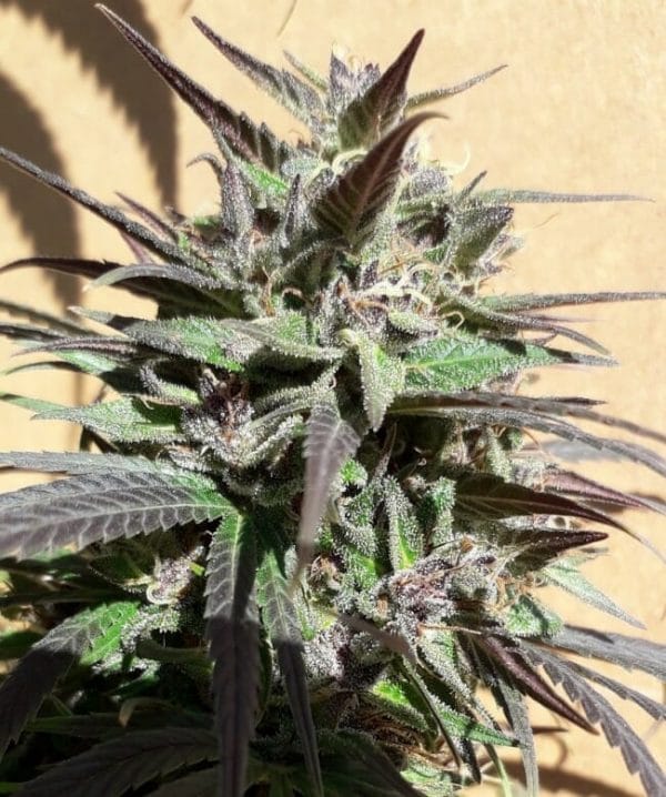 urple Haze 23 A5 Feminised Cannabis Seeds by Ace Seeds
