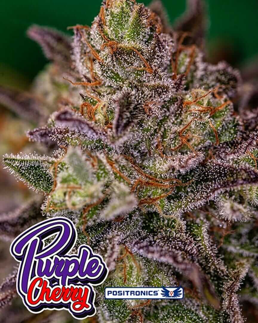 Purple Cherry Feminised Cannabis Seeds by Positronics