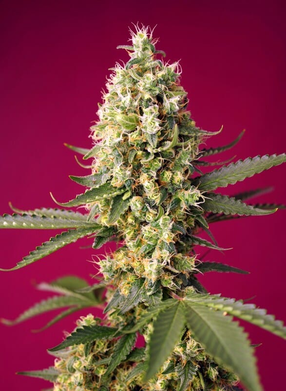 Skywalker OG Runtz XL Auto Feminised Cannabis Seeds by Sweet Seeds