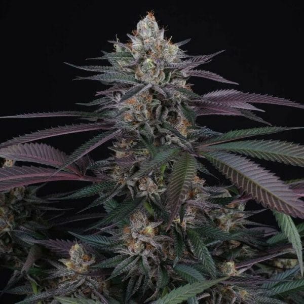 Spritz Feminised Cannabis Seeds by Perfect Tree Seeds
