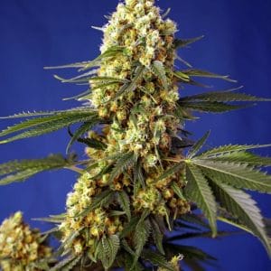 Strawberry Banana Gelato XL Auto Feminised Cannabis Seeds by Sweet Seeds