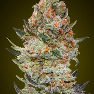 Sweet Critical CBD Feminised Cannabis Seeds by 00 Seeds