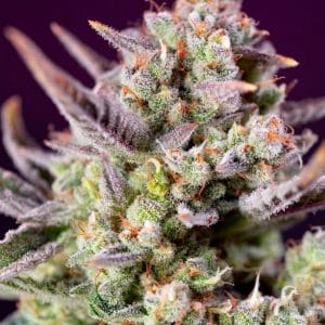 Sweet Zenzation XL Auto Feminised Cannabis Seeds by Sweet Seeds