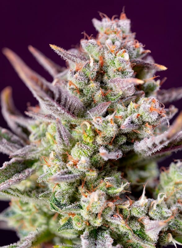 Sweet Zenzation XL Auto Feminised Cannabis Seeds by Sweet Seeds