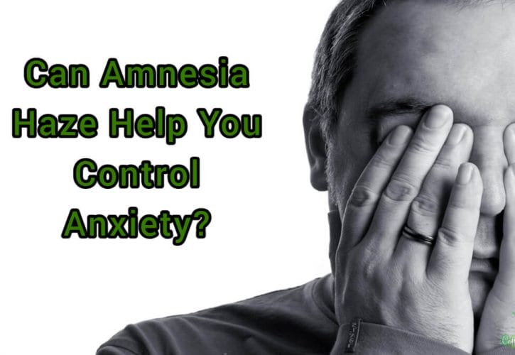 Can Amnesia Haze Help You Control Anxiety?