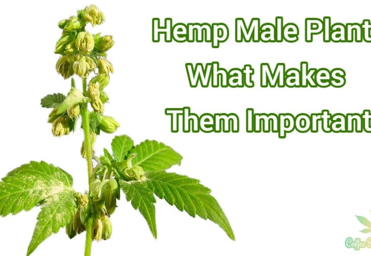 Hemp Male Plants – What Makes Them Important