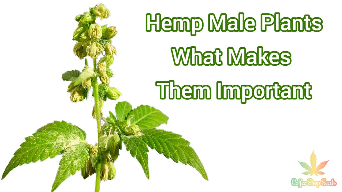Hemp Male Plants - What Makes Them Important