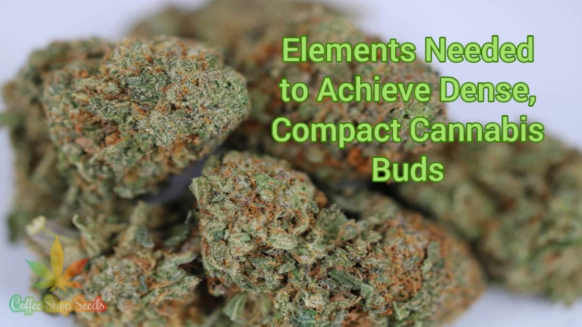 4 Essential Elements Needed to Achieve Dense, Compact Cannabis Buds