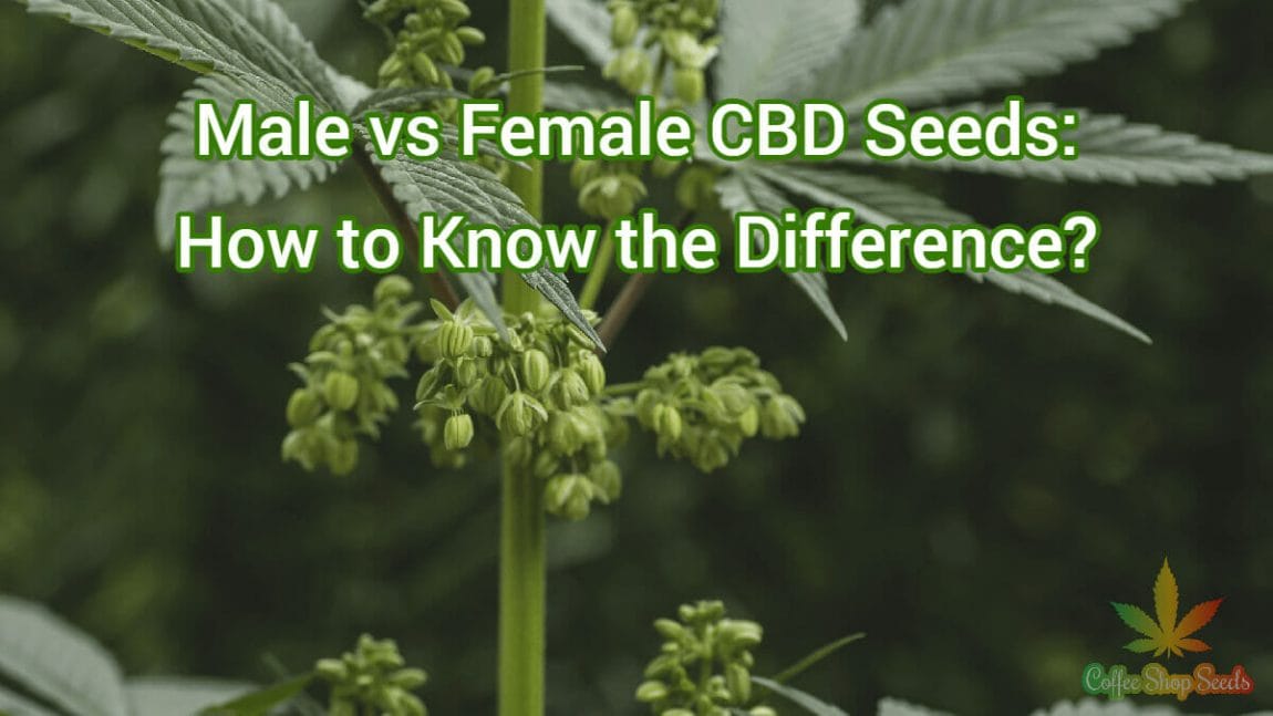Male vs Female CBD Seeds: How to Know the Difference?