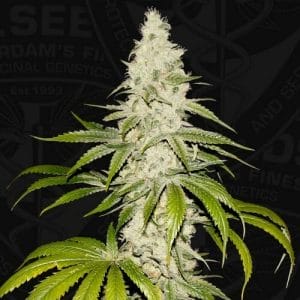 Mont Blanc Feminised Cannabis Seeds by T.H. Seeds
