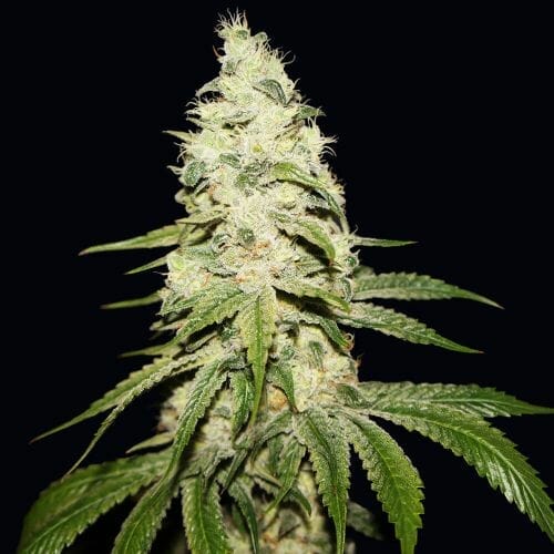 Mont Blanc Feminised Cannabis Seeds by T.H. Seeds