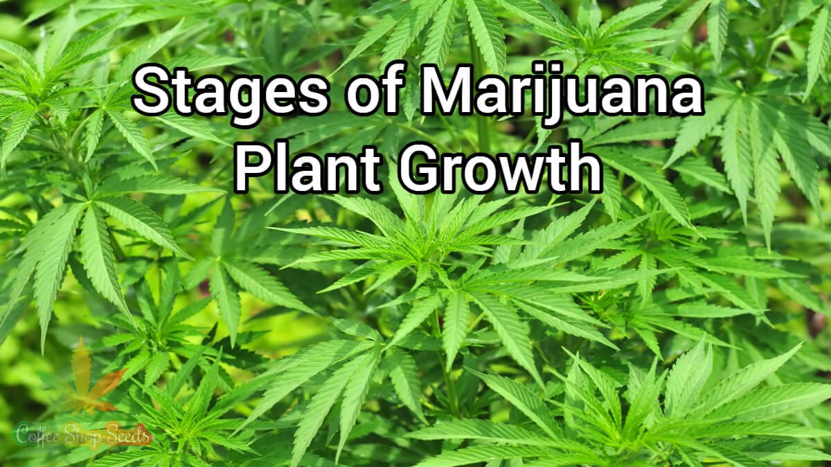 weed plant stages