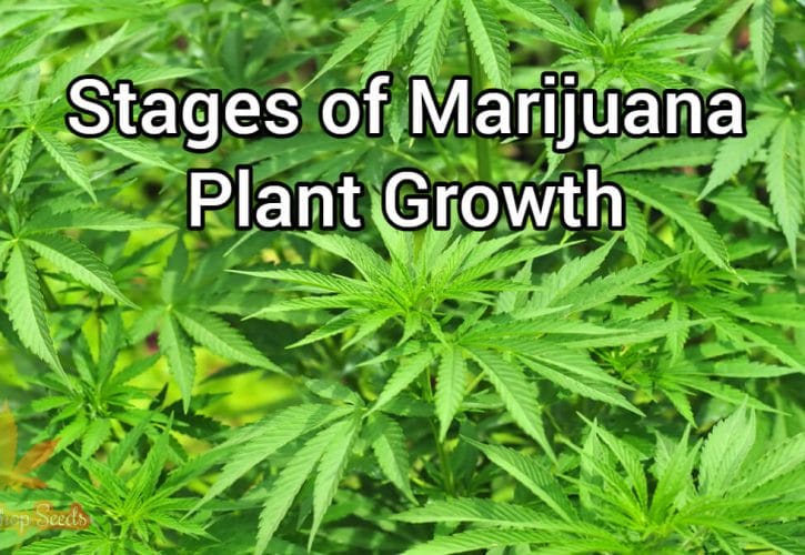 What Are the Stages of Marijuana Plant Growth