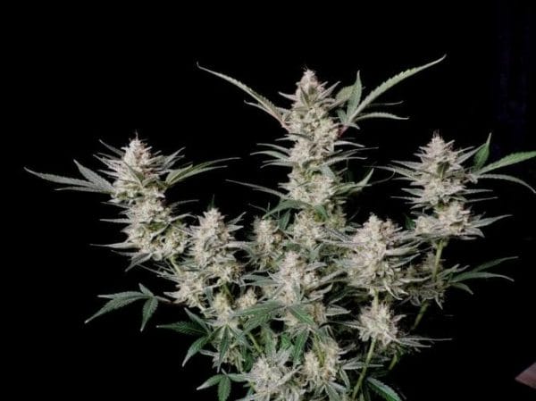 Strawberry Gorilla Auto Feminised Cannabis Seeds by FastBuds