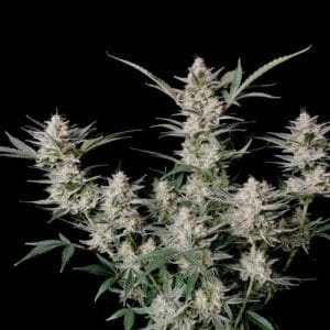 Strawberry Gorilla Auto Feminised Cannabis Seeds by FastBuds