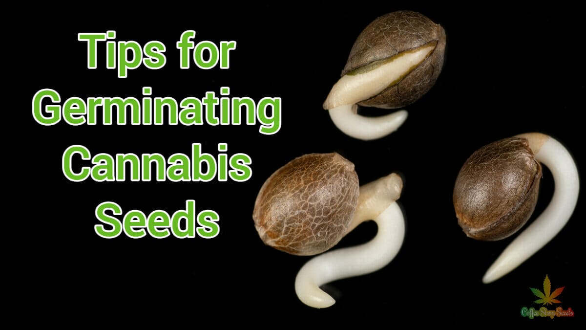 Five Effective Tips for Germinating Cannabis Seeds