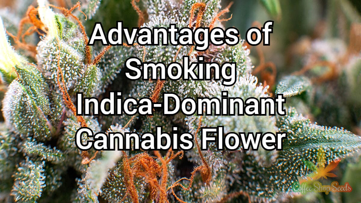 Advantages of Smoking Indica-Dominant Cannabis Flower