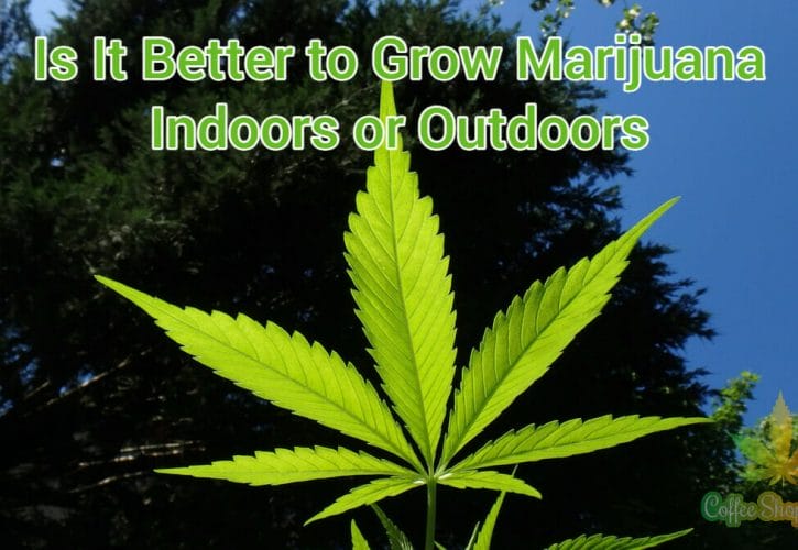 Is It Better to Grow Marijuana Indoors or Outdoors