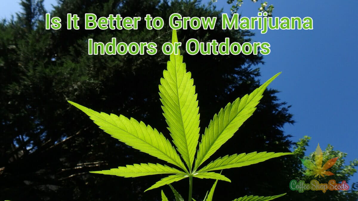 Is It Better to Grow Marijuana Indoors or Outdoors