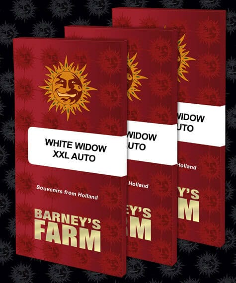 White Widow XXL Auto Feminised Cannabis Seeds by Barney's Farm