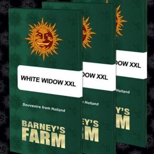 White Widow XXL Feminised Cannabis Seeds by Barney's Farm