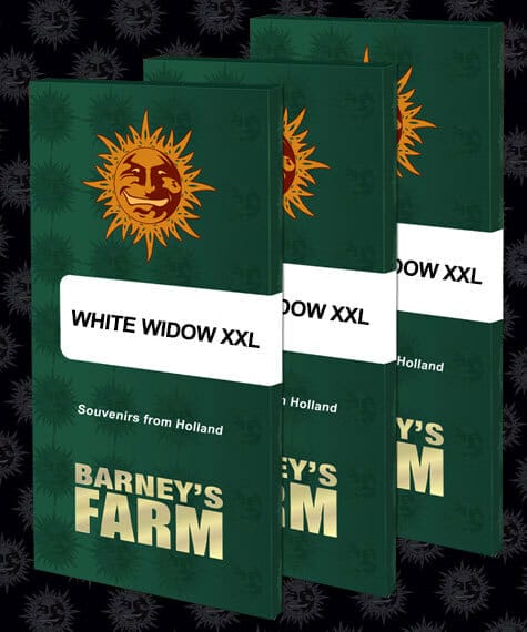 White Widow XXL Feminised Cannabis Seeds by Barney's Farm