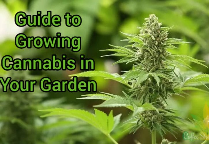 An Easy 6-Step Guide to Growing Cannabis in Your Garden
