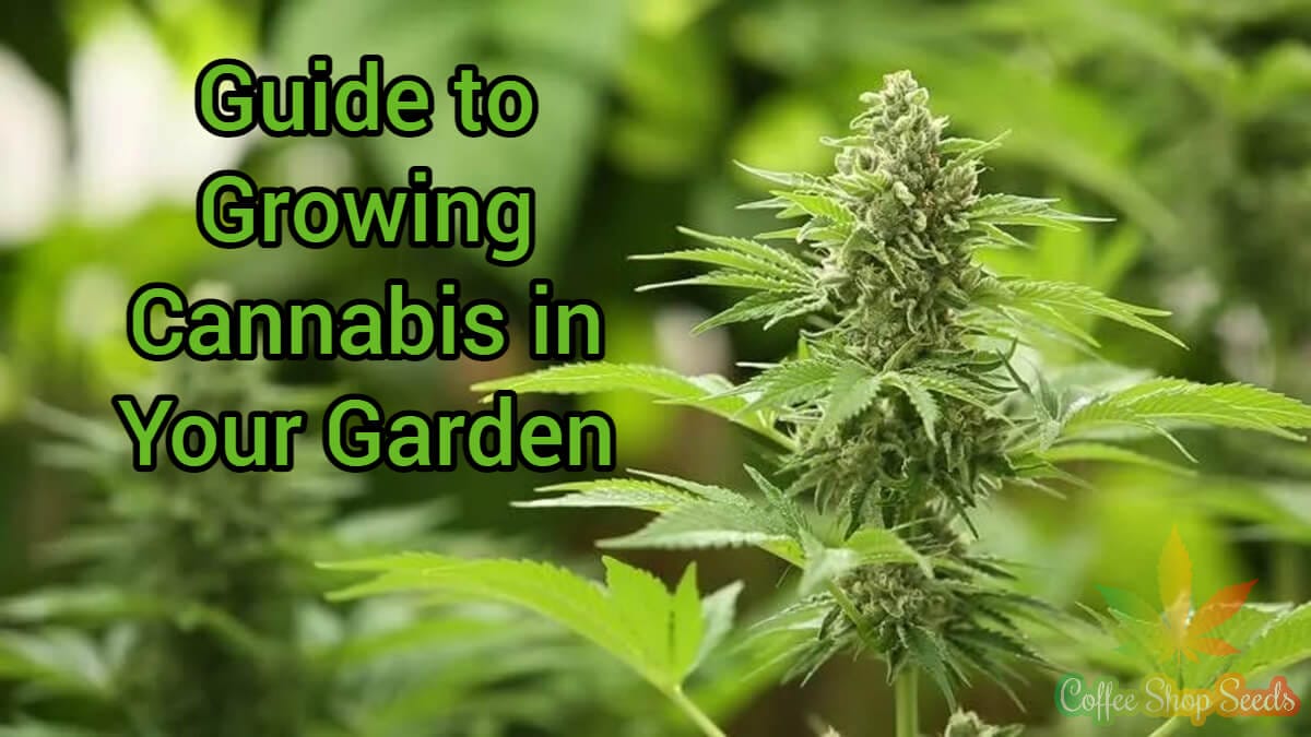 Guide to Growing Cannabis in Your Garden