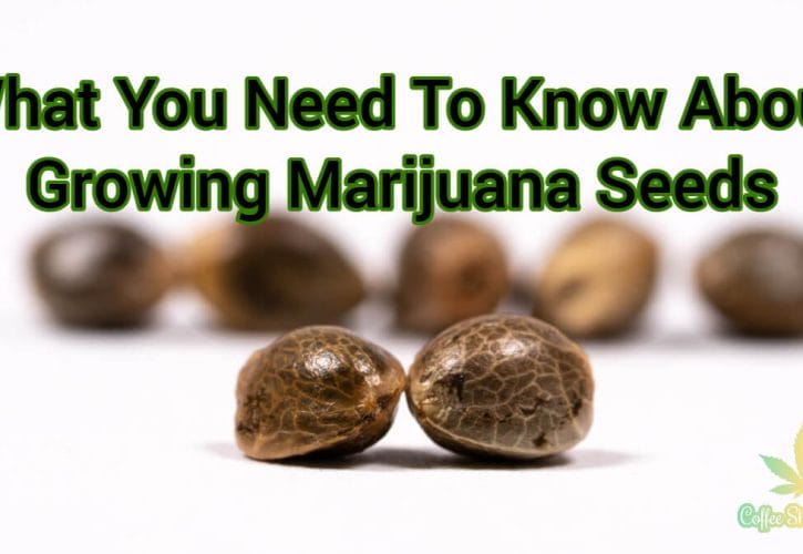 What You Need To Know About Growing Marijuana Seeds