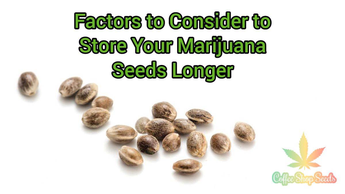 Factors to Consider to Store Your Marijuana Seeds Longer