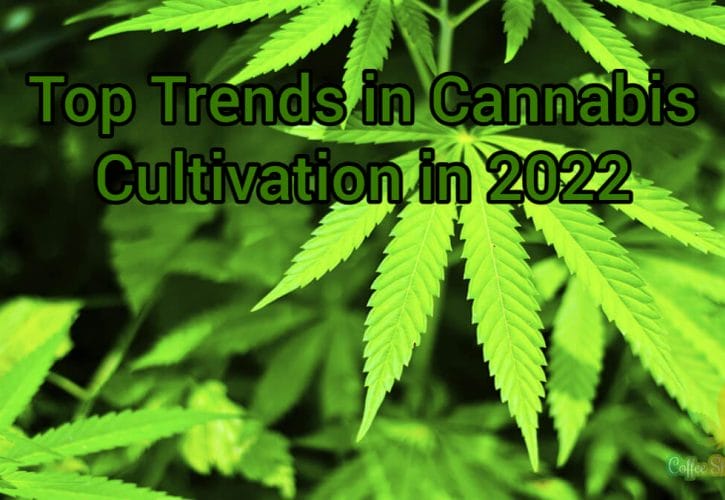 Top Trends in Cannabis Cultivation in 2022
