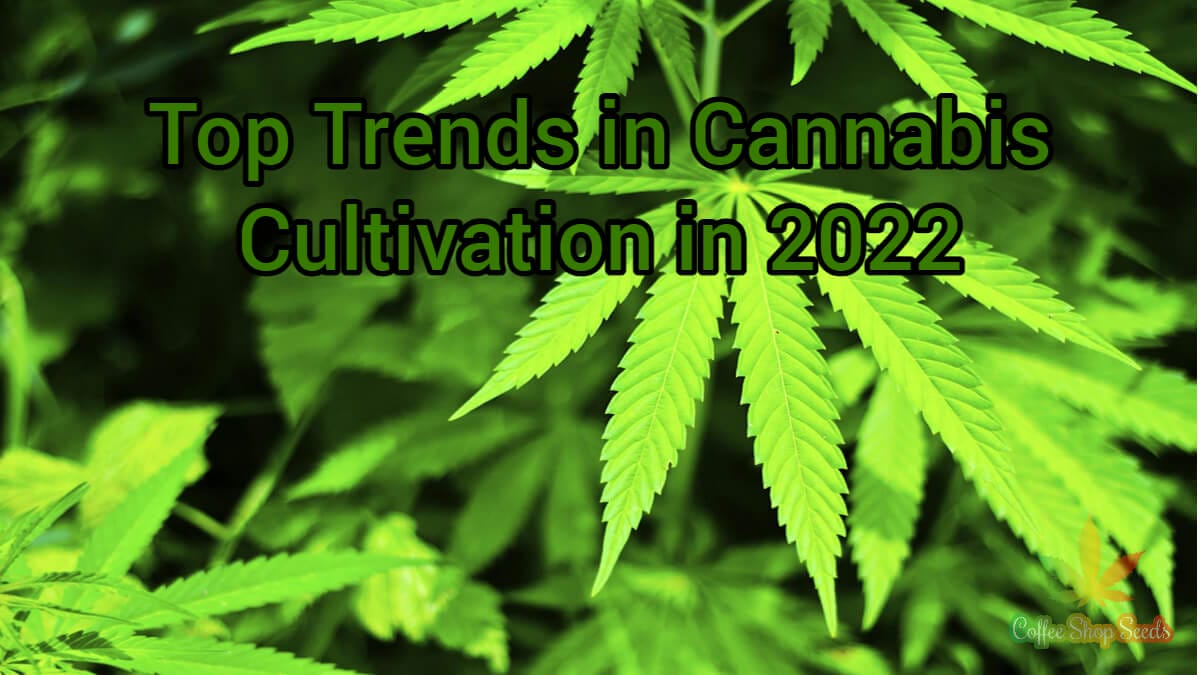 Top trends in cannabis cultivation in 2022