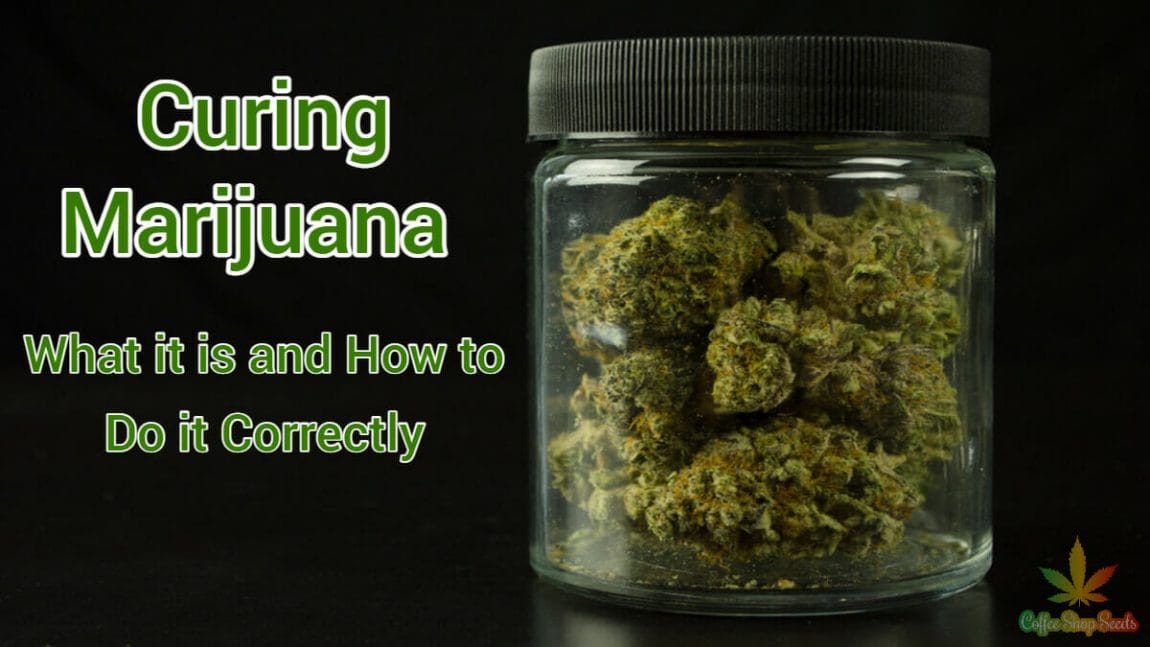 Curing Marijuana – What it is and How to Do it Correctly