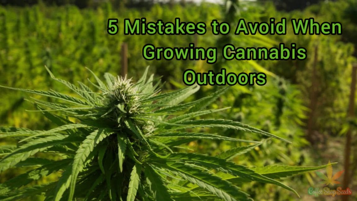 5 Mistakes to Avoid When Growing Cannabis Outdoors