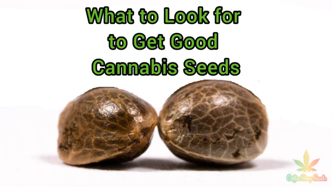 What to Look for to Get Good Cannabis Seeds