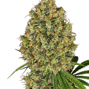 AK-420 Feminised Cannabis Seeds by White Label Seed Company