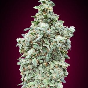 Cherry Pie Auto Feminised Cannabis Seeds by Advanced Seeds