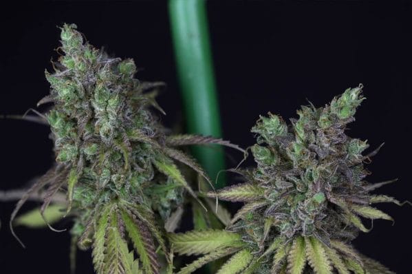 Cookies Chill CBD 2:1 Feminised Cannabis Seeds by Seedsman