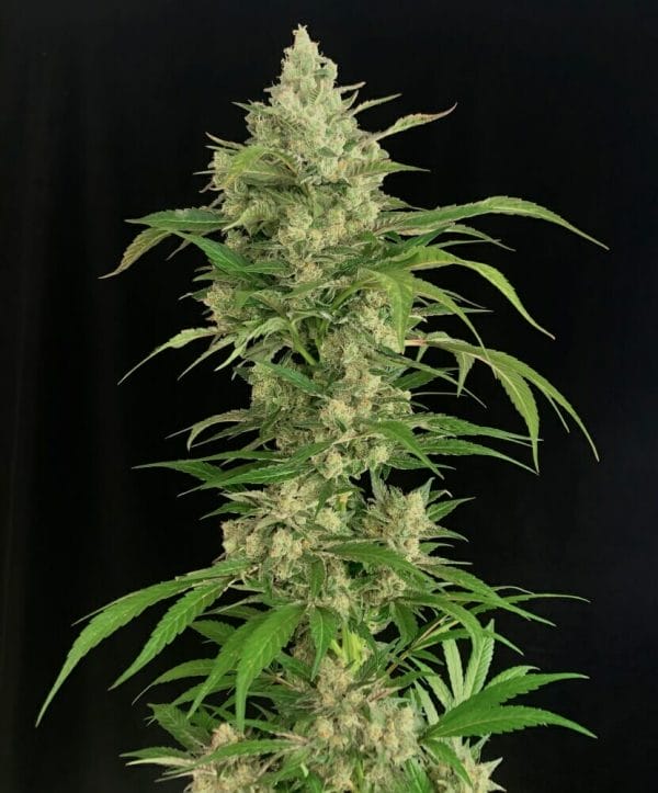 Seriosa Feminised Cannabis Seeds by Serious Seeds