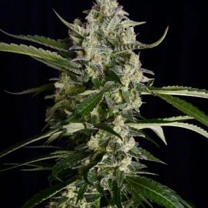 Seriosa Feminised Cannabis Seeds by Serious Seeds