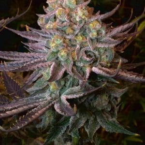 Seriotica Feminised Cannabis Seeds by Serious Seeds