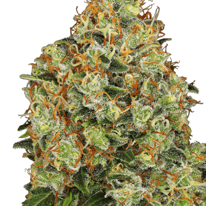 Sweet Tangerine Tango Auto Feminised Cannabis Seeds by White Label Seed Company