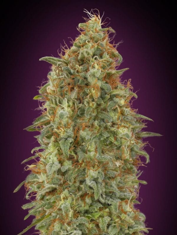 Zkittlez FAST Feminised Cannabis Seeds by Advanced Seeds