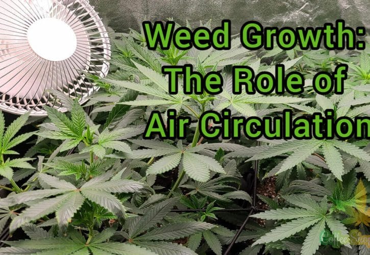 Weed Growth: The Role of Air Circulation to Plant Growth